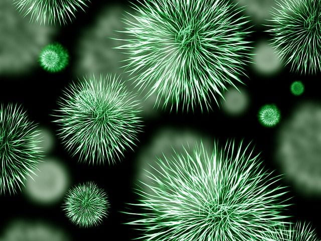 Des bactéries vues au microscope.
